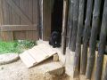 Paddy�s Sohn im Alter von 4 Wochen